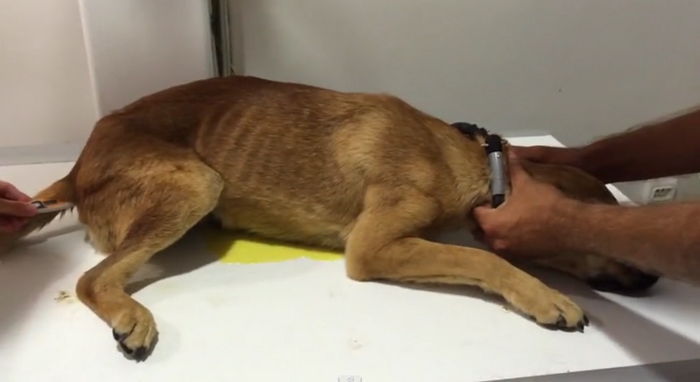 학대받은 충격으로 사람만 보면 ‘소변’ 보는 강아지 (영상)