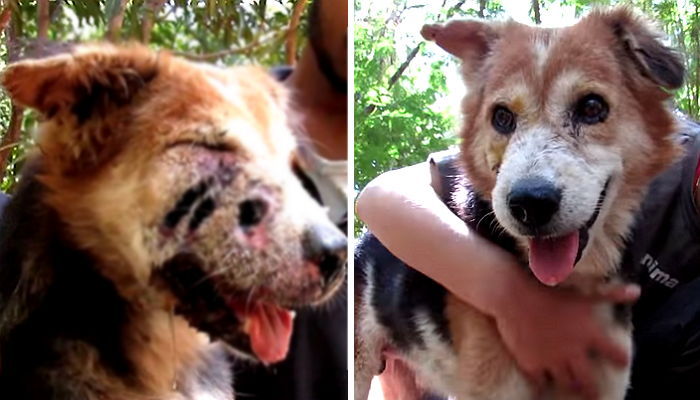 구더기에 살 파먹혀 신음하던 유기견이 구조후 미모를 되찾았다