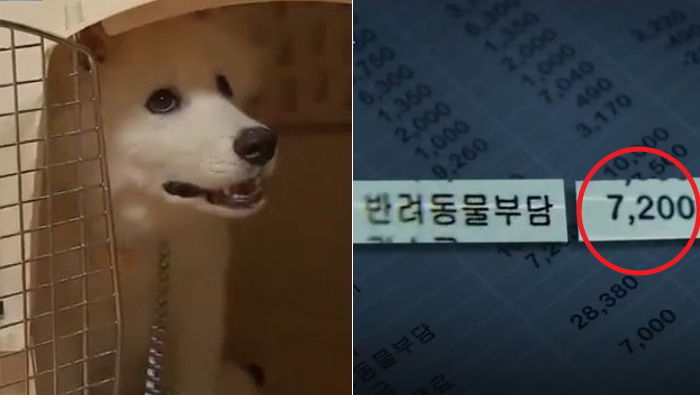 “반려견 키우면 관리비 더 내라”는 연립주택 등장