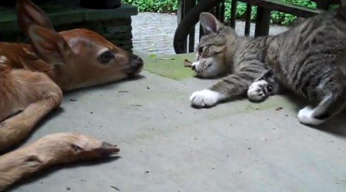 갓 태어난 아기 사슴 바라보는 고양이 오빠의 눈빛 (영상)