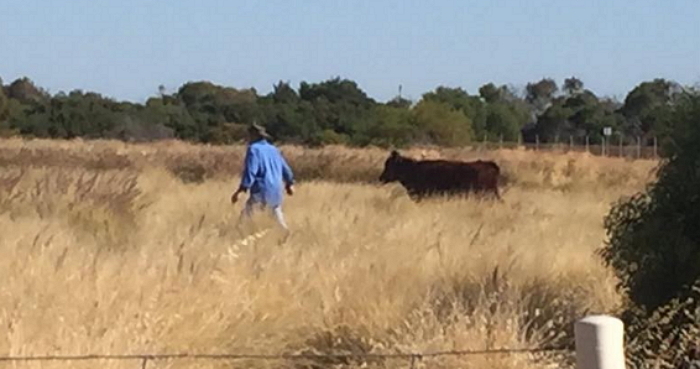 도살장 가던 중 살기 위해 바다로 뛰어든 소 (영상)