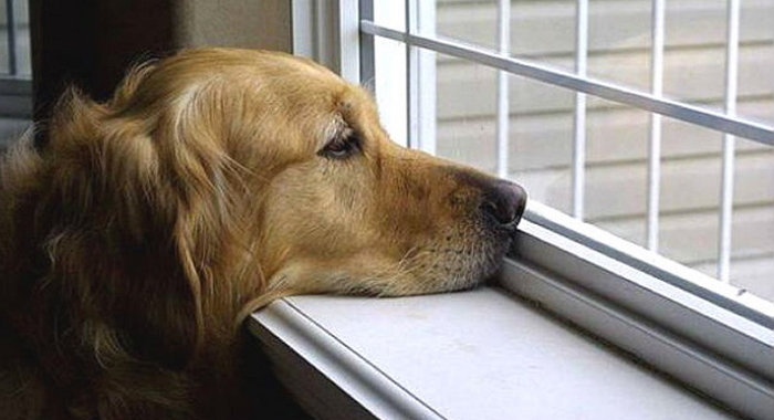 자신도 모르게 반려견 마음 상하게 하는 행동 7가지