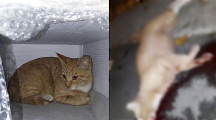 “제가 돌보던 길고양이를 누가 밟아 죽였습니다”