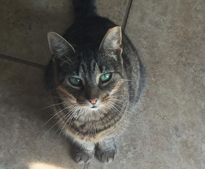 “날 키우라냥” 매일 문 앞에 찾아와 인사하는 길고양이