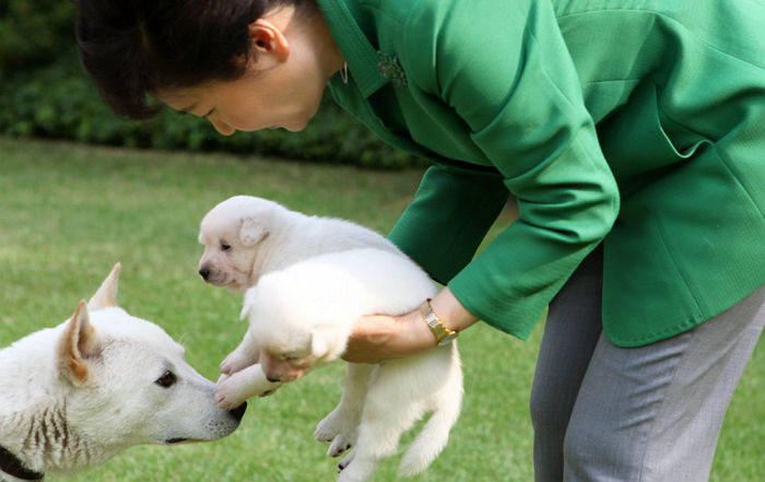 ‘대통령 진돗개’ 평창 마스코트 만들려다 국제 망신당한 대기업 회장