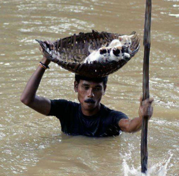 홍수로 떠내려갈 뻔한 아기 고양이 형제 극적 구조한 남성
