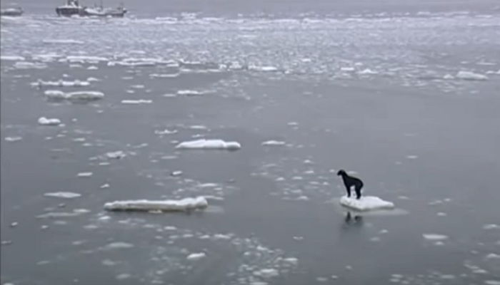 러시아 선원들이 빙하 위 멍멍이를 구하는 방법 (영상)