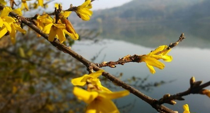 날씨 착각하고 겨울에 활짝 핀 ‘봄꽃’ 개나리