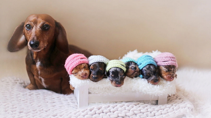 6마리 새끼와 화보 촬영한 ‘다둥이’ 엄마 닥스훈트