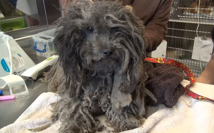 털이 돌처럼 굳은 ‘대걸레 멍멍이’의 놀라운 변화 (영상)