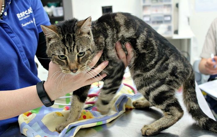 집에 갇혀 배고픔 못견뎌 서로 잡아먹은 고양이들