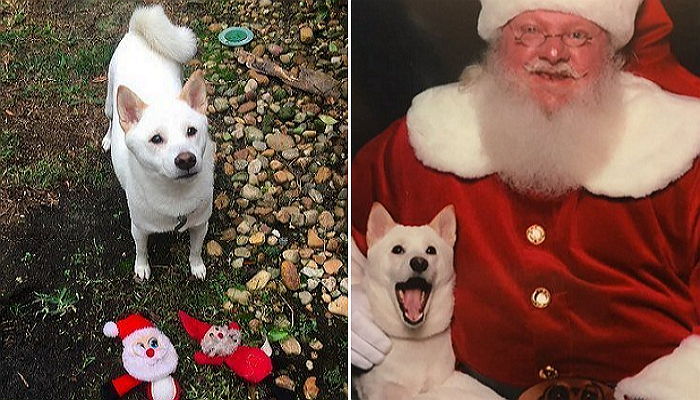 산타 인형을 사랑한 시바견이 ‘진짜 산타’를 만났다