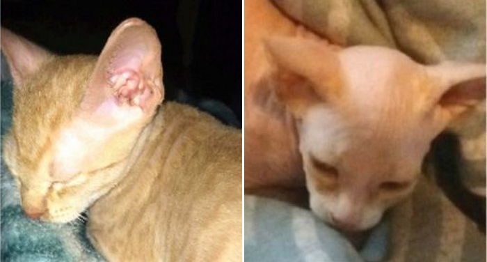 ‘스핑크스 고양이’로 팔려고 고양이 털 모두 민 분양업자