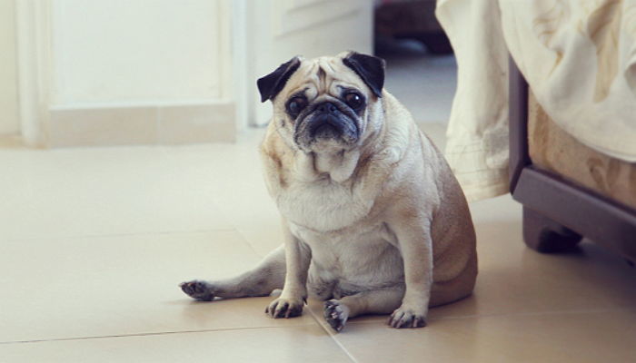 반려견은 당신이 혼낸 것을 모두 기억한다 (연구)