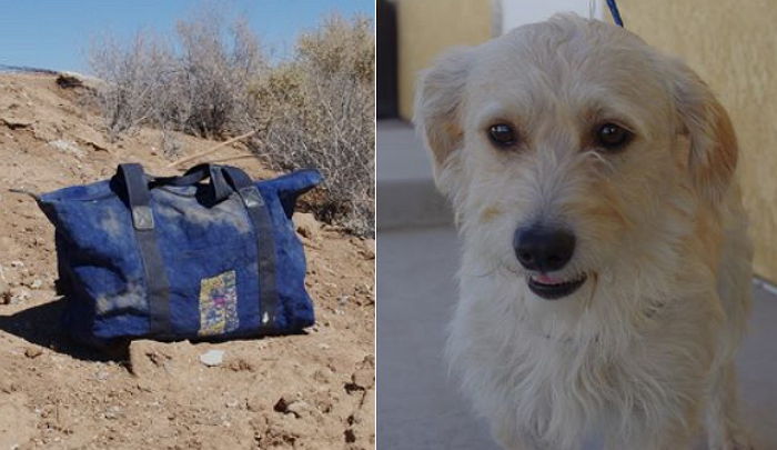 가방에 담긴 채 사막 한가운데 버려진 강아지