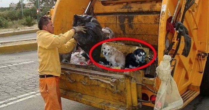 키우기 싫다며 반려견 쓰레기차에 버리고 간 주인