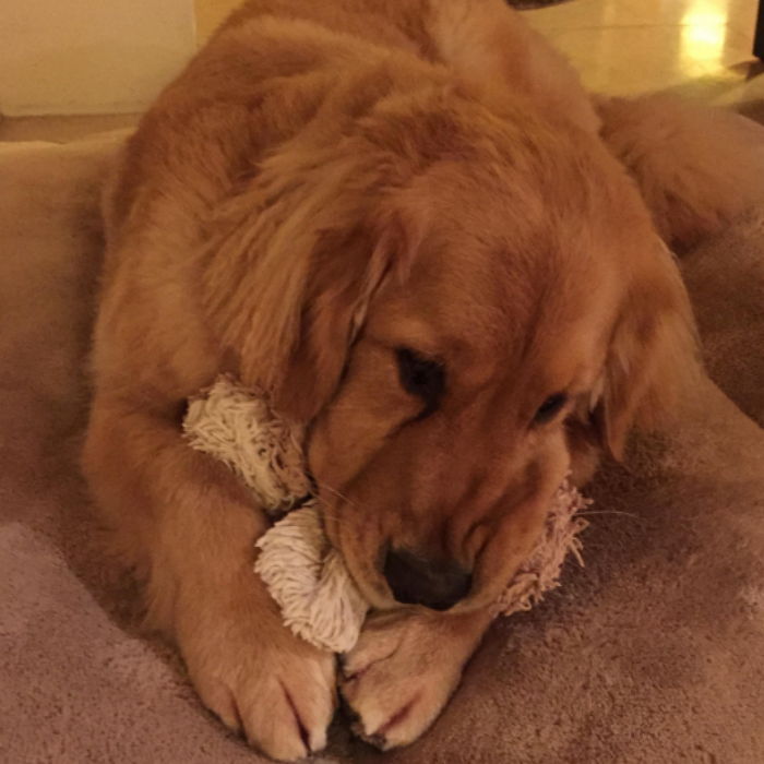 당신의 반려견이 가장 좋아하는 건 ‘이것’이다