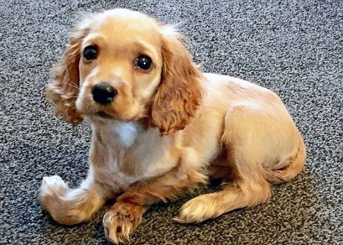 다리 장애 있는 반려견에게 ‘100만원’ 휠체어 선물한 주인