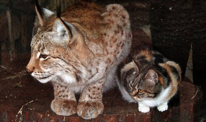 스라소니 우리 안에 떨어졌다가 스라소니에게 입양된 길냥이