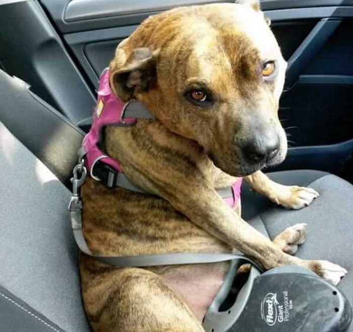 입양 ‘18000번’ 거절당한 유기견이 할리우드 배우로 데뷔한다