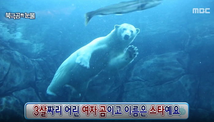 ‘무도’ 정준하♥북극곰 교감 성공…도토 이은 감동 (영상)