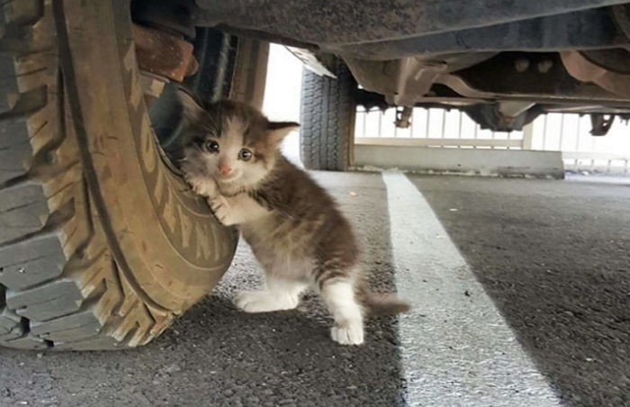 트럭 밑 아기 고양이는 날 보며 살려달라고 울었다