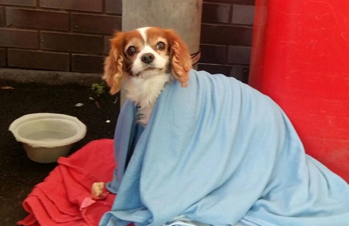 응급실 실려간 주인 기다리는 반려견에게 구급대원이 해준 일