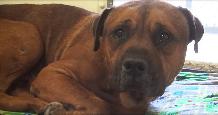 주인에게 버림받은 충격에 ‘눈물’ 흘리는 강아지 (영상)