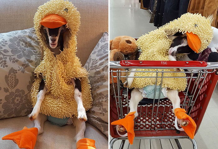 노란 오리털옷 입고 우울증 극복한 시각 장애 염소 (사진)