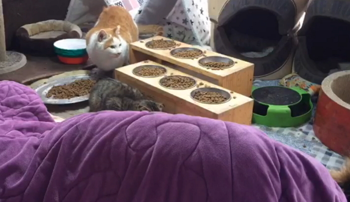 길고양이 50마리 데려와 ‘눕방’ 선보이는 아프리카 BJ