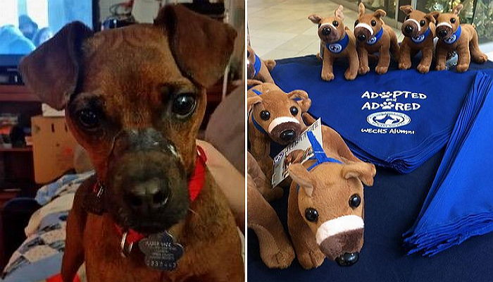 학대당한 뒤 버려진 유기견에게 ‘닮은 꼴 인형’ 만들어준 사람들