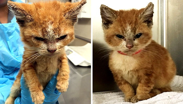 엄마에게 버림받고 ‘세상 다 잃은 표정’ 짓는 아기 고양이