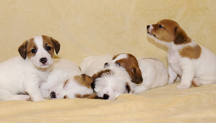 내년 2월부터 ‘동물실험 화장품’ 판매 전면 금지된다