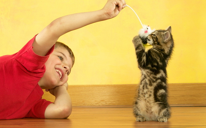 완벽한 ‘집사’ 되기 위해 꼭 알아야 할 고양이 장난감 5가지