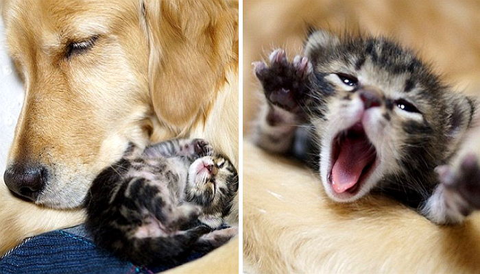 리트리버 아빠 품에서 꽃미소 뽐내는 아기 고양이 (사진)