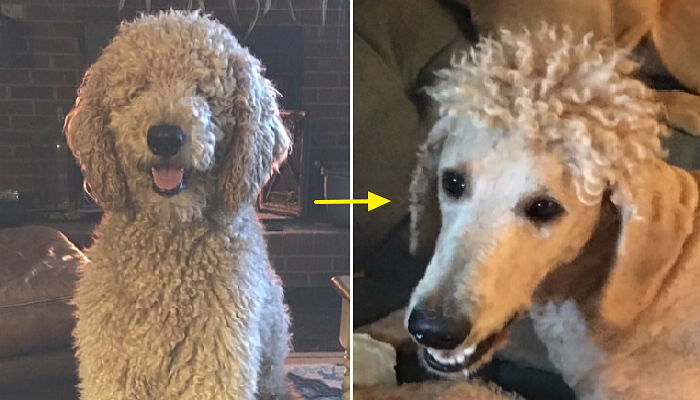 “주인이 내 머리 망쳤어” 이발 후 깜놀한 멍멍이 (사진)