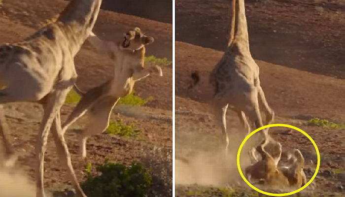 기린에게 무참히 짓밟히는 ‘밀림의 왕’ 사자 (영상)