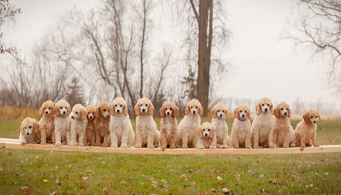 24시간 동안 새끼 16마리 낳은 ‘출산왕’ 푸들