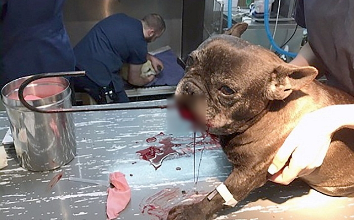 입에 쇠고리 관통당한 프렌치불독의 슬픈 얼굴