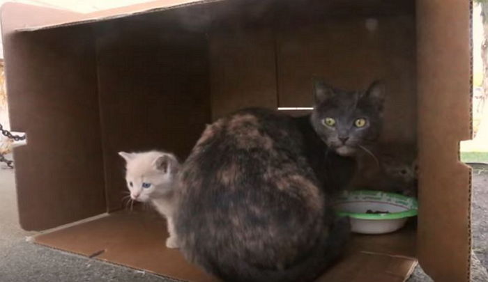 달리는 자동차에서 밖으로 던져진 고양이 3마리 (영상)