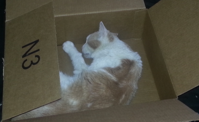 “우리 집 고양이는 상자서 벗어날 생각이 없어요”