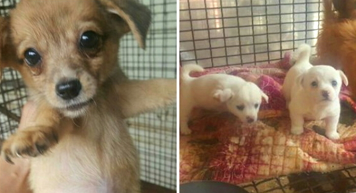 “추워진 날씨에 더 열악해진 유기견을 입양해주세요”