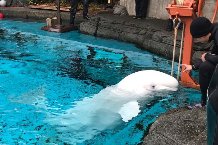 새끼와 이별 후 9일 만에 따라 죽은 엄마 벨루가