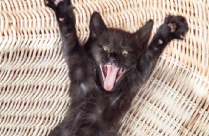 당신의 반려묘가 ‘대변’ 본 후 까칠(?)해지는 이유