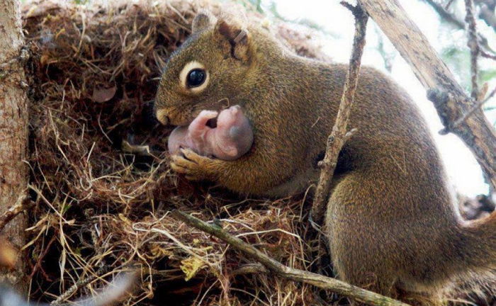 “엄마 품에 안기렴” 새끼 보호하는 엄마 동물들 (사진 13장)