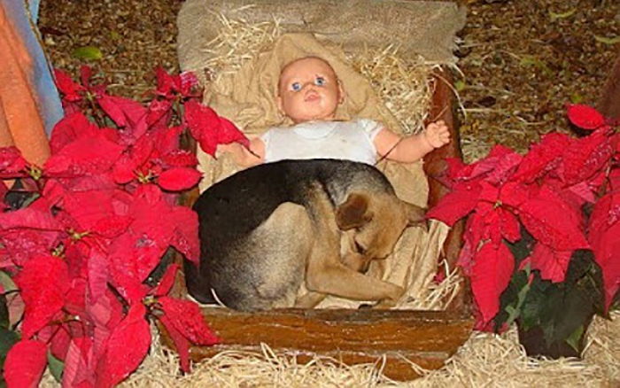 아기 예수 옆에서 추위에 떨던 유기견에게 기적이 일어났다