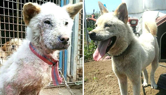 길거리 배회하다 구조돼 ‘미국 입양’ 기다리는 진돗개