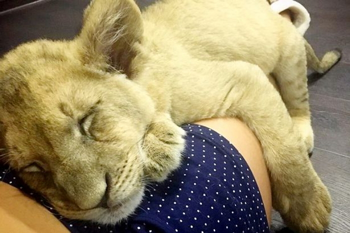 서커스단에 팔릴 뻔한 아기 사자의 ‘심쿵’ 애교 (영상)