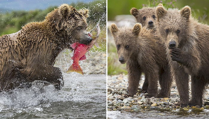 엄마가 연어 잡아 오길 기다리는 ‘아기곰 3형제’ (사진)