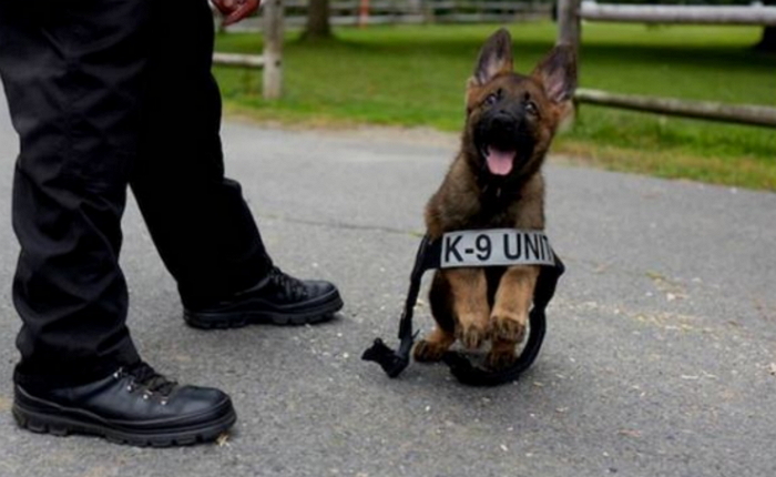 훈련 중 포착된 ‘아기 군견’의 사랑스런 모습 (사진 13장)